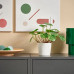 Искусственное растение IKEA FEJKA, Пилея, 9 см